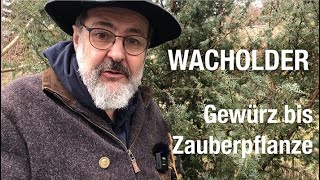 Wacholder Zauberpflanze Gewürz Heilmittel Räucherwerk