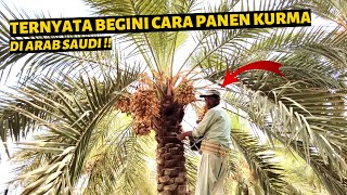 PANEN KURMA MODERN ! Begini ternyata cara panen agar banyak buah nya