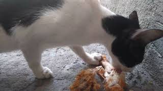 Cats of Eastwood City - Mama cat loves her fried chicken