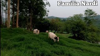 Pasto de verão está bonito. As buvas não estão querendo ir pra saram breca.