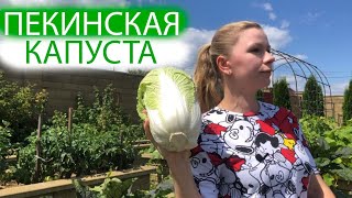 Пекинская капуста без заморочек