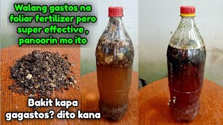 Foliar fertilizer na walang kagastos gastos, at epektibo pa, panoorin mo lamang ito at gawin mo din