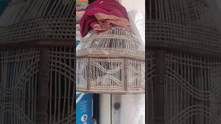 Black francolin voice/black francolin/Sindhi francolin/کالے تیتر کی آواز/کالا تیتر