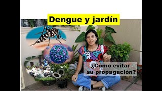 DENGUE y Jardín| Cómo evitar la propagación del mosquito vector