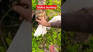 Goshawks hunting eagret 😞#hunting #animals #birds #shikratraining #eaglehunting