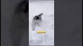 This Husky LOVES To Play In The Snow! 🥹