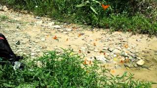 Butterfly swamping at Raub, Malaysia.