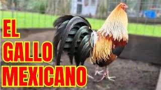 EL GALLO MEXICANO