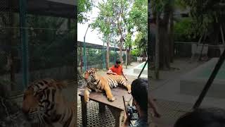 Played with Real Tiger in Tiger Park Pattaya Thailand 😨