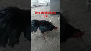 blckbull linee