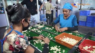 Dive into the captivating world of cashew processing with our documentary | Bhakti Film