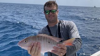 Catching Mutton Snapper Offshore Miami (light tackle) Lane and Mangrove Snapper Inshore Biscayne Bay