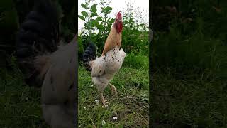 Healthy Rooster 🐓 💖 💪 HD