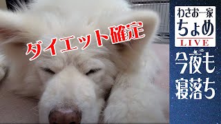 ダイエット確定！ 08/10 わさお一家 ちょめ  長毛秋田犬 和みと癒やし おやすみ配信  #wasao_official