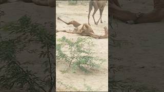 Camels enjoyed on sand#camelculture #ytshorts #camel