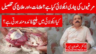 What is E. coli disease in poultry | Treatment of E. coli | Dr Rizwan Sipra