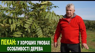 №212 Пекан: як росте в гарних умовах, що це за дерево, чому іноді не прокидається