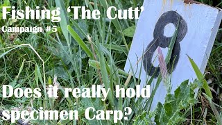 In search of #Specimen #Carp from ‘The Cutt’ - Campaign number 5