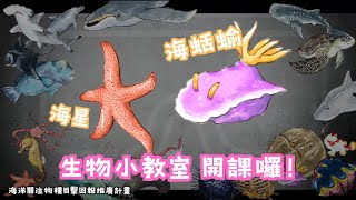 海保署海洋生物小教室｜ 海星跟裸鰓目小簡介