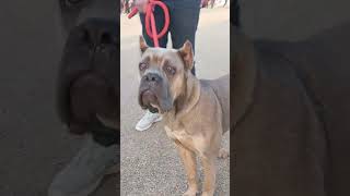 Perfect Cane Corso Dog #canecorso #viral #trending