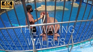 Walrus 🌊 Wows Crowd 🎉 with Friendly Wave 👋 and Scores Fish 🐟 Treats! Bangkok Zoo, Safari World!