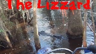 The Lizzard