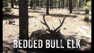 AZ Shed Hunting 2019: Bedded Bull Elk