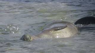 Monk Seal Mom and Seal Playing, 5/12/2024