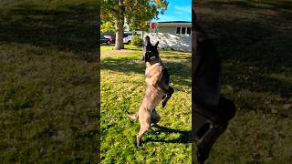 So, Jump Around! #belgianmalinois #searchdog #workingdog