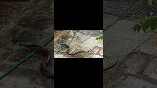 REAL RARE SNAKE MATING VIDEO RAT SNAKES.