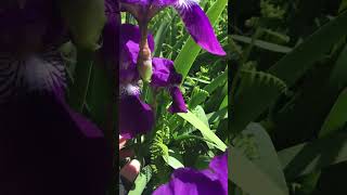 #asmr #shorts #flowers 💜🍋 purple iris✨#garden #nature #outdoors #relax #summer