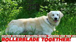 Golden Retriever Rollerblading: Training for Two Dogs!