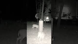 Deer caught on trail cam #volumeup