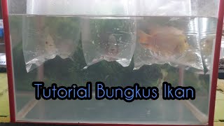 Tutorial Bungkus/packing Ikan