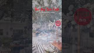 The Big Tree Cafe | Golf Course Road | Gwal Pahari Gurgaon