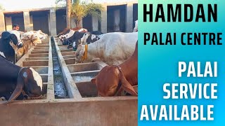 Hamdan Palai Centre|Palai Service Available|#Mandivisit|