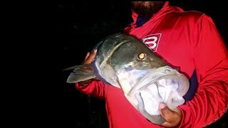 MONSTER SNOOK!!! hurricane Helene pre-storm fishing in Bonita Springs (use this bait)