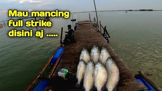 Mancing mania‼️panen ikan runcahan muara saropul full strike