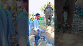 elephant #bhojpuri #video #viral #love #dance #funny #new #shortvideo #shorts