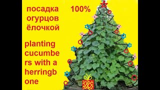 как я сажаю огурцы#how do i plant cucumbers