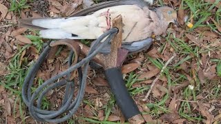 blogger 😆 slingshot #slingshot subscribe #birdhunter #tiktok