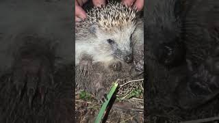 Ëж-Ежидзе #shortvideo #hedgehog