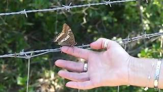 CORSE - CAMPOMORO - PAPILLON - PACHA A DEUX QUEUES