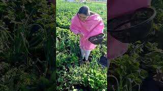 Countryside Charm: Sheeps, Fish Farms, Strawberries Fields #strawberry #wheat #gandum #gaon #khait