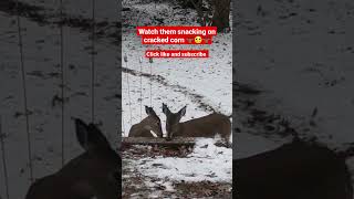 Watch them snacking on cracked corn 🦌🙂🦌 #shorts #deer #animals #youtubeshorts