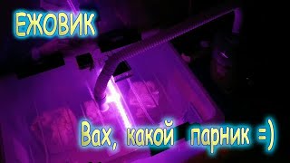 44. Принудительная вентиляция в парнике на домашней грибной ферме ежовика гребенчатого.