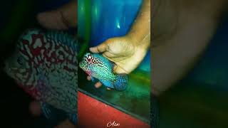 F2 flowerhorn - Vip Redbase king kamfa 🤑🤑 #shorts