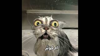 ف تحب قطوسه باربي؟ 🤭😂 #cat #اكسبلور #فلسطين #shortvideo #funny #viral #youtubeshorts #shorts #short