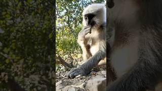 Langur real life