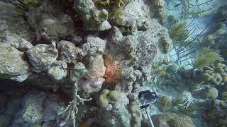 Spotted Scorpionfish